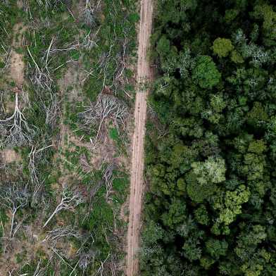 A photograph of the Amazon. In the middle runs a path, on the left the trees were cut down, on the right not. 