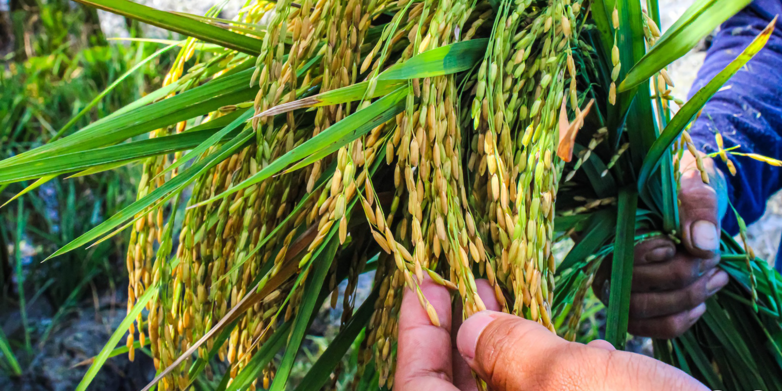 Rice shown on the plant