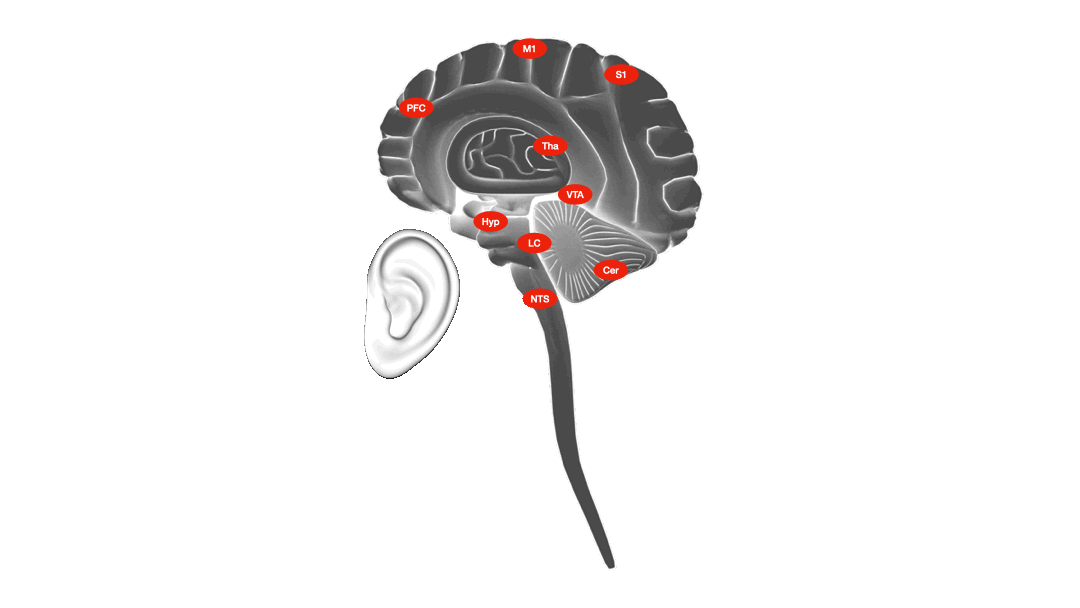GIF showing the sequence of the neuronal signal in the brain.
