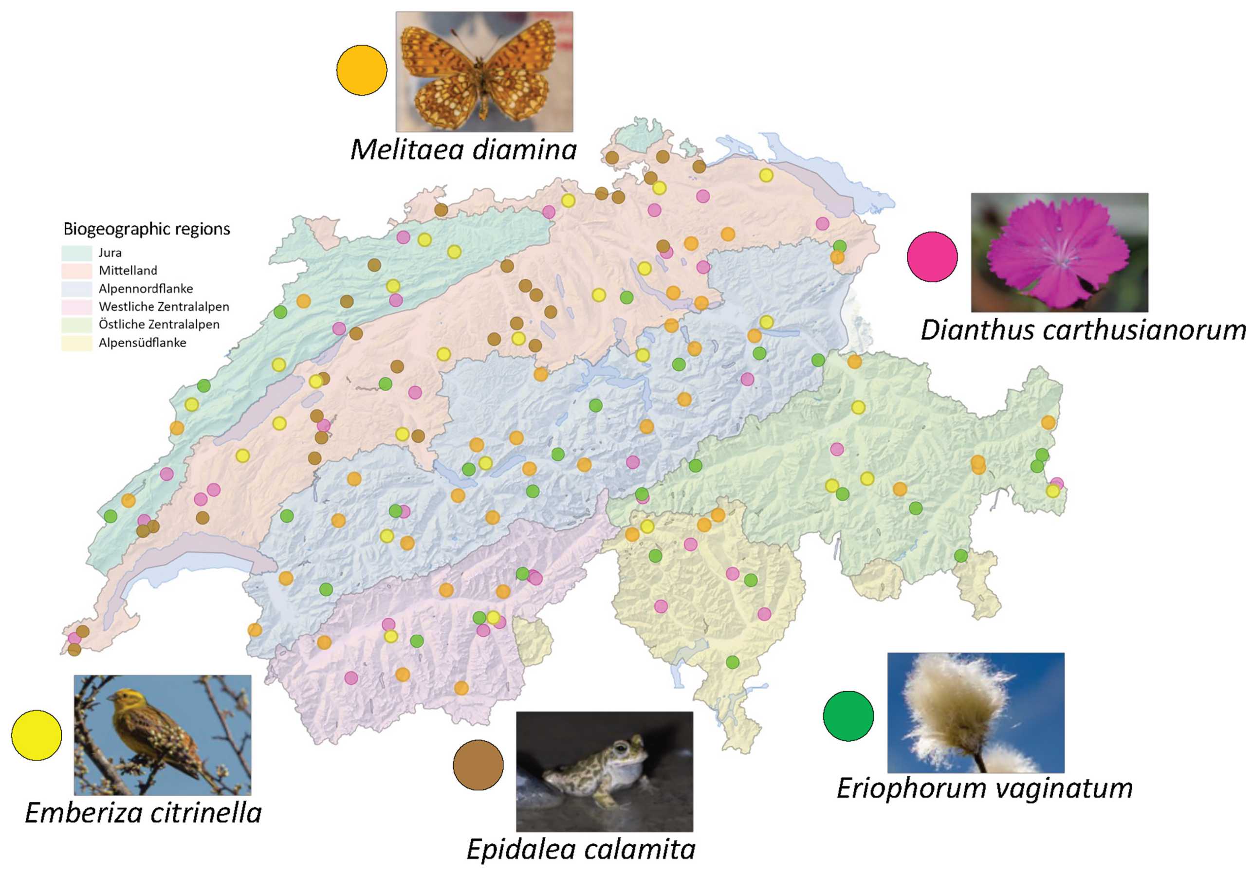 Enlarged view: Graphic, map of Switzerland, habitat of the different species entered.