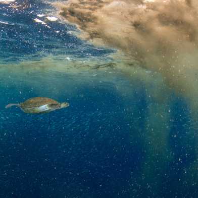 Turtle under water, in front of her a cloud of dust from filamentous cyanobacterium Trichodesmium.