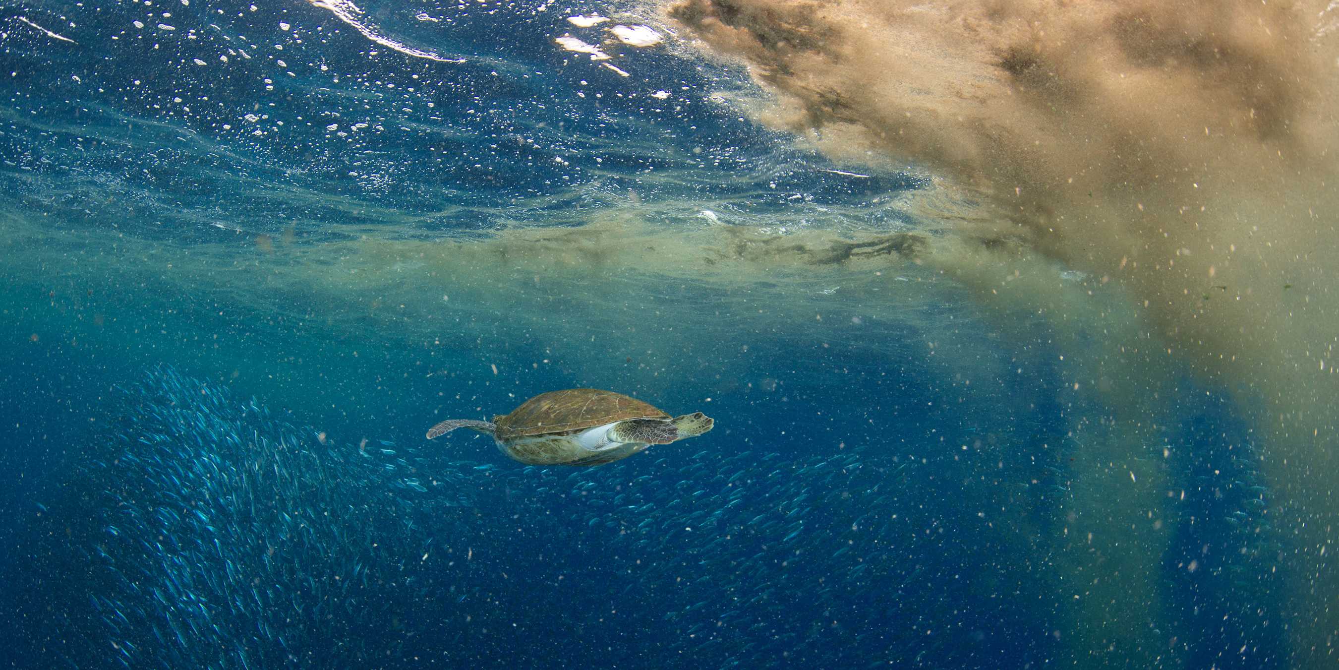 Turtle under water, in front of her a cloud of dust.