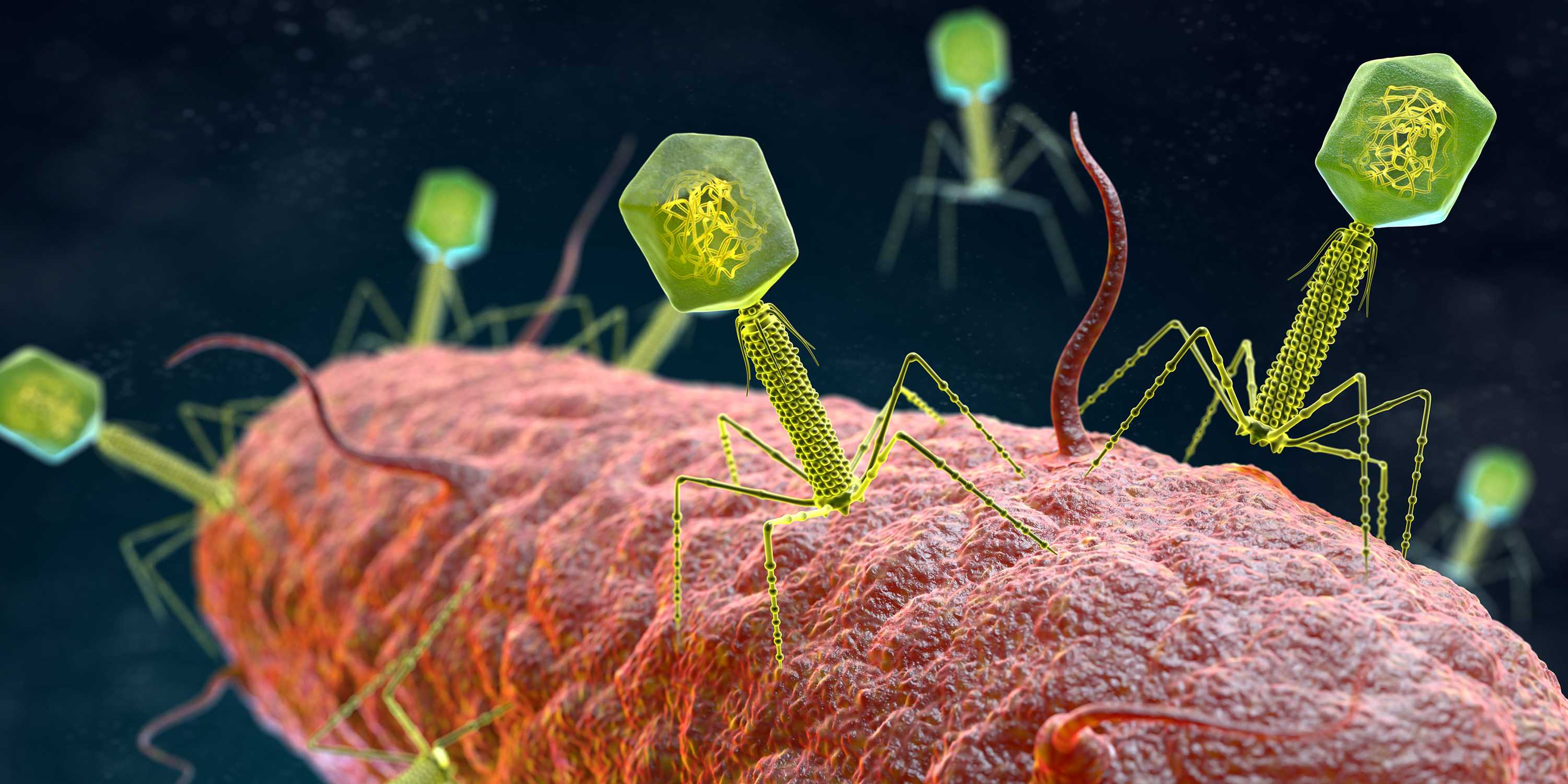 Illustration Bakteriophagen