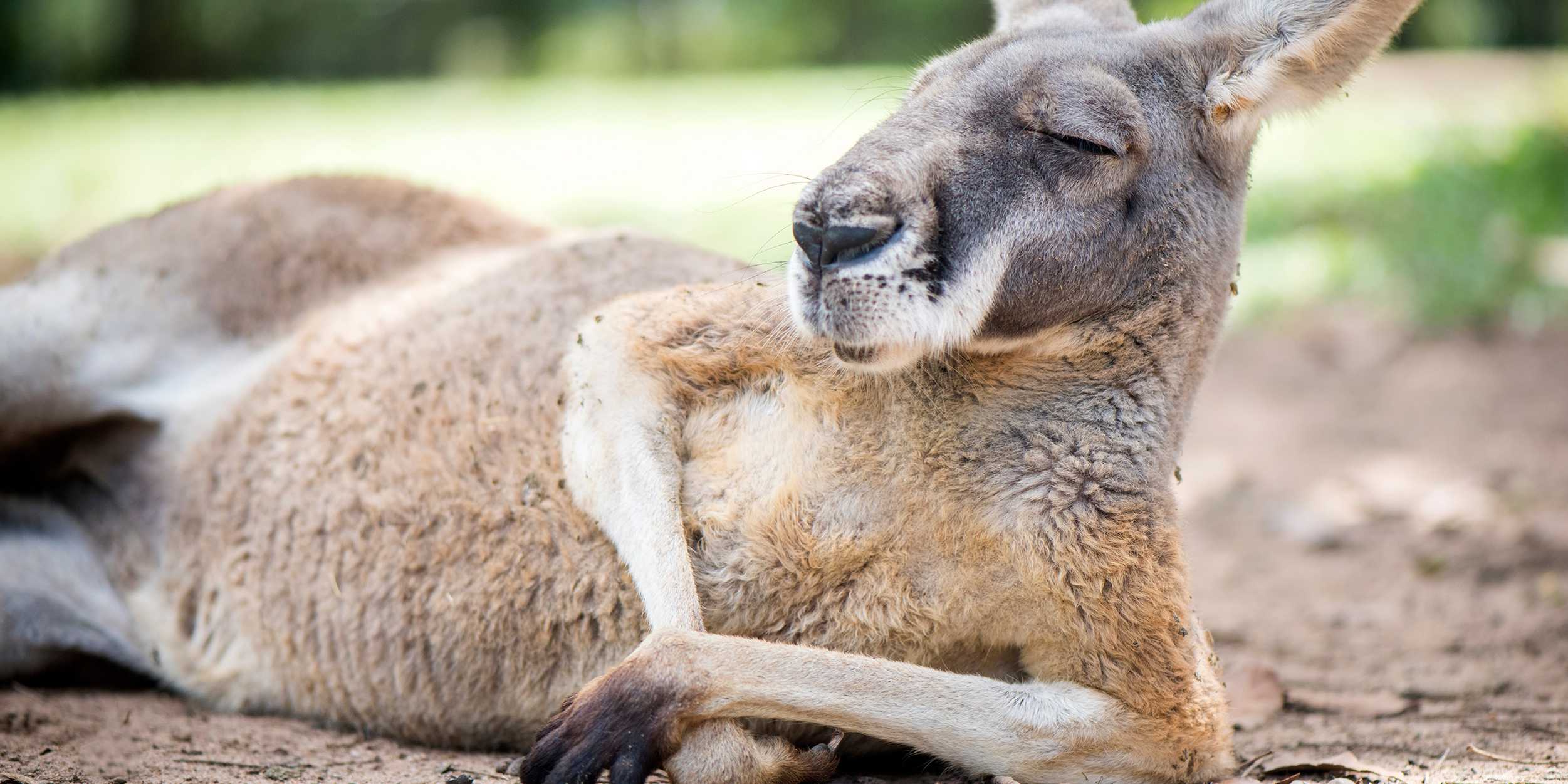 Kangaroo lying in the sun with half closed eyes