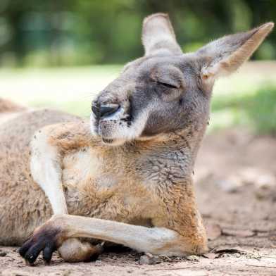 Kangaroo lying in the sun with half closed eyes