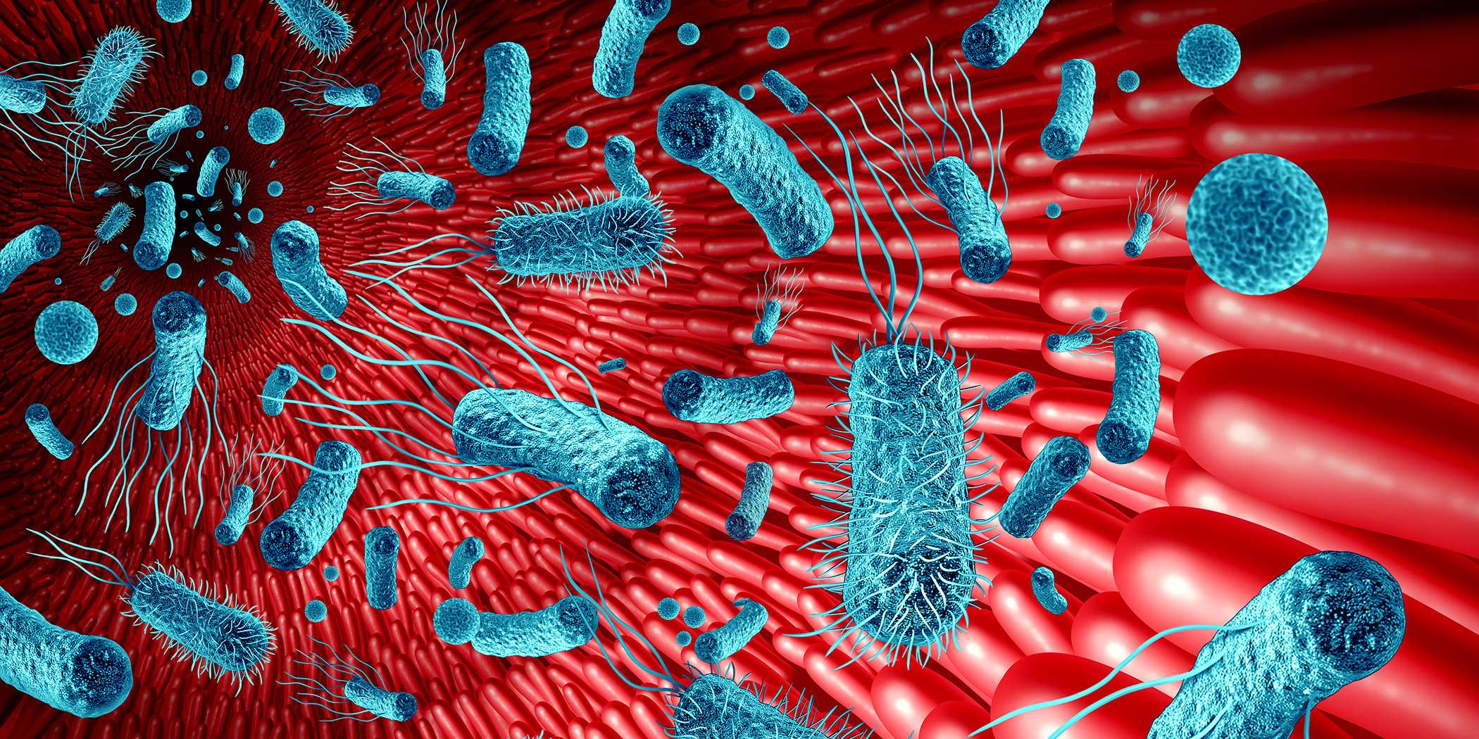 Illustration of the intestine, red intestinal villi with bacteria floating in front of them (light blue).