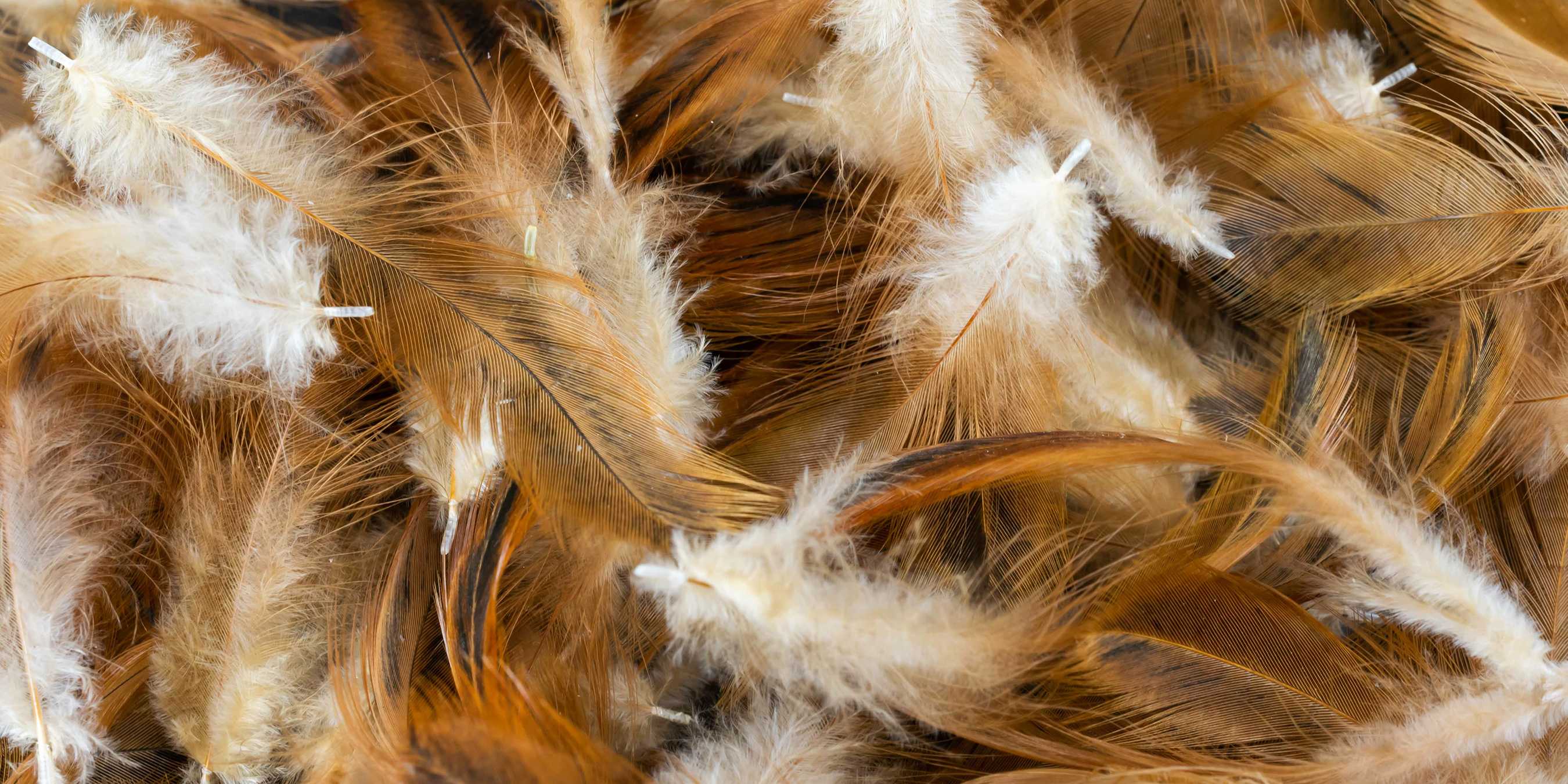  A pile of chicken feathers