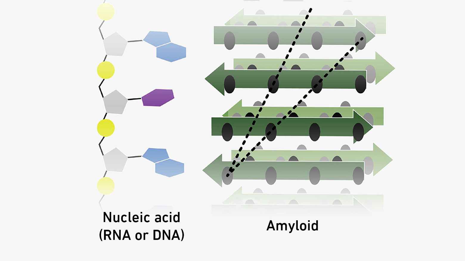 Depiction of nucleic acid (left) and depiction of amyloid (right)