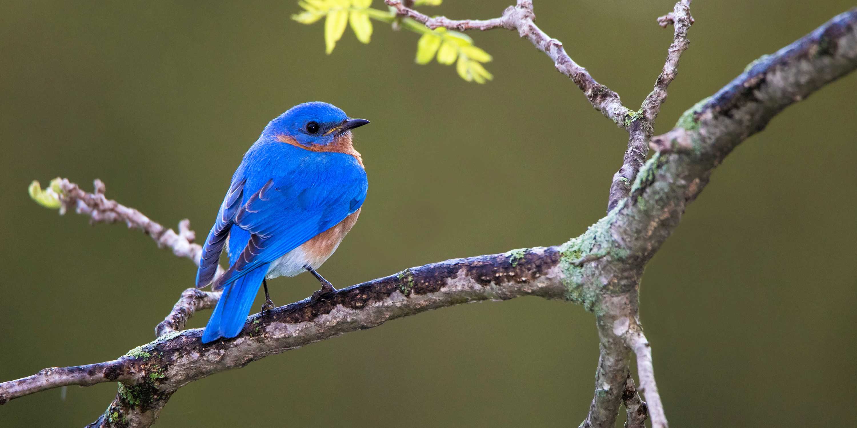 A blue bird sits on a branch.