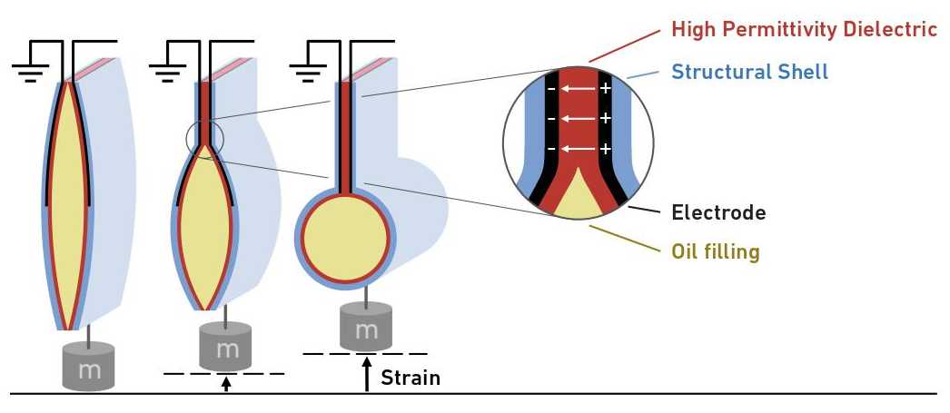 Enlarged view: The artificial muscle consists of an oil filling in the middle, followed by a layer of highly permeable material, an electrode and, finally, a structural sheath.