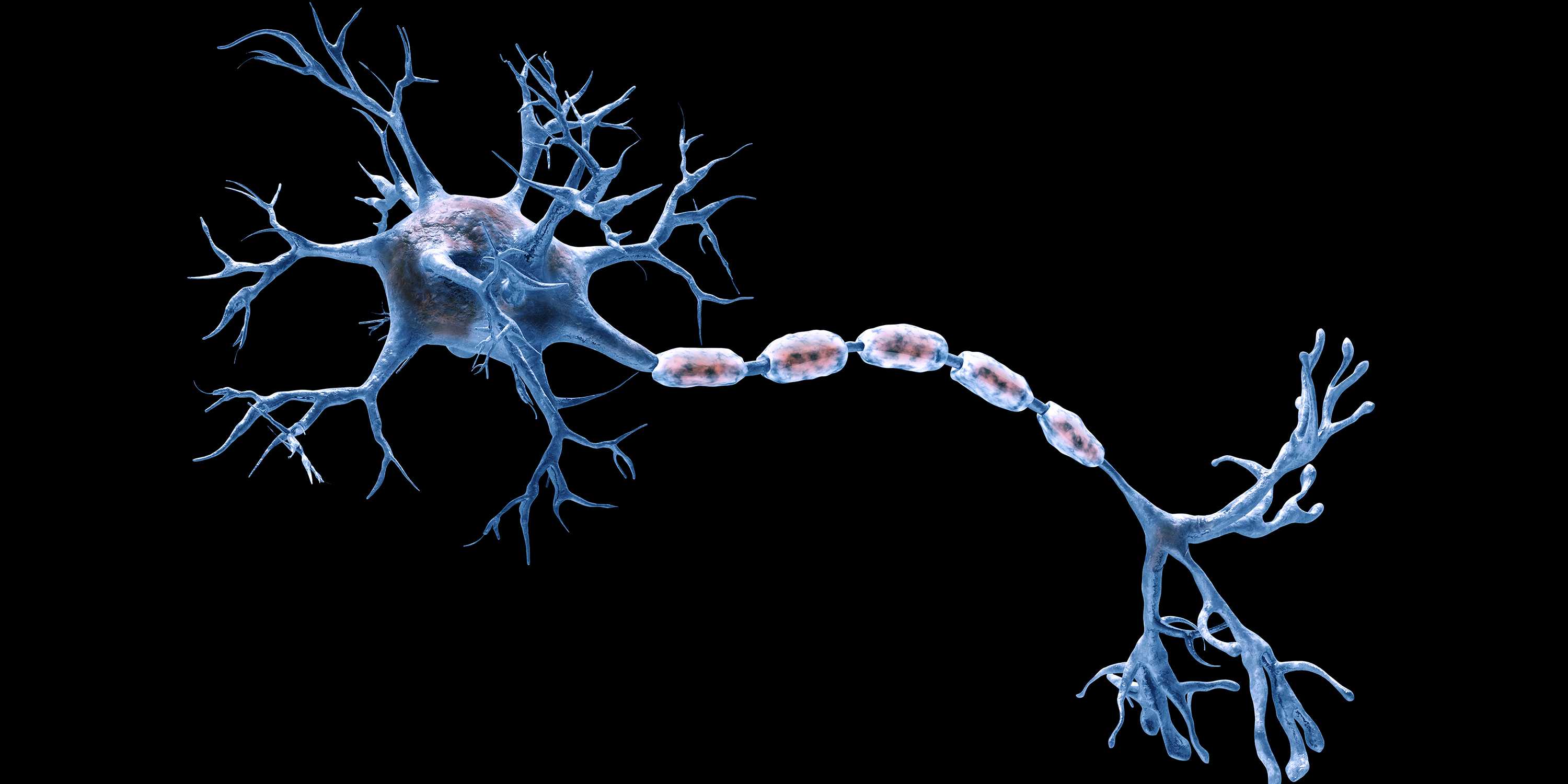 Illustration of nerve fibers against a black background.