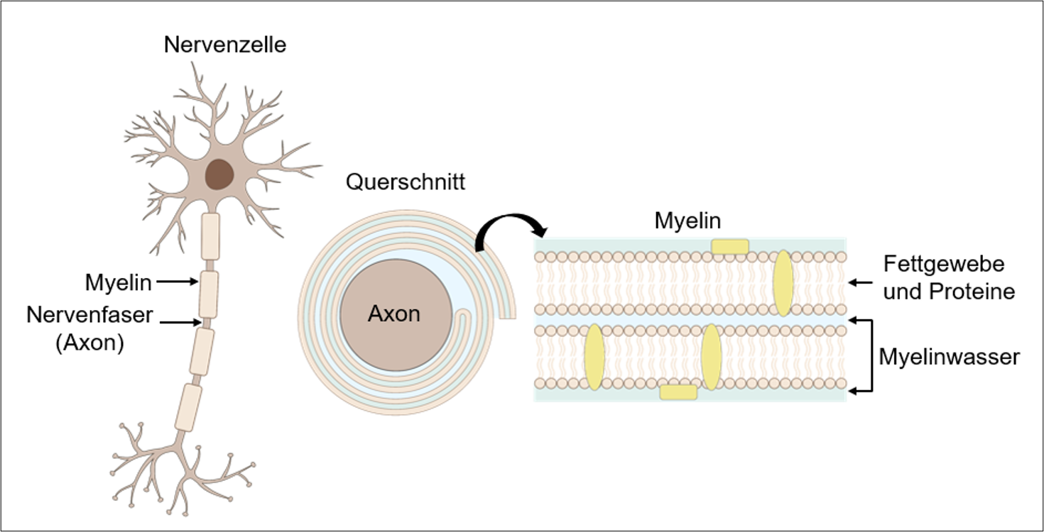 Enlarged view: Cross-section of the nerve cell, consisting of axon and myelin. The myelin consists of two layers of fatty tissue and proteins with myelin water in between.