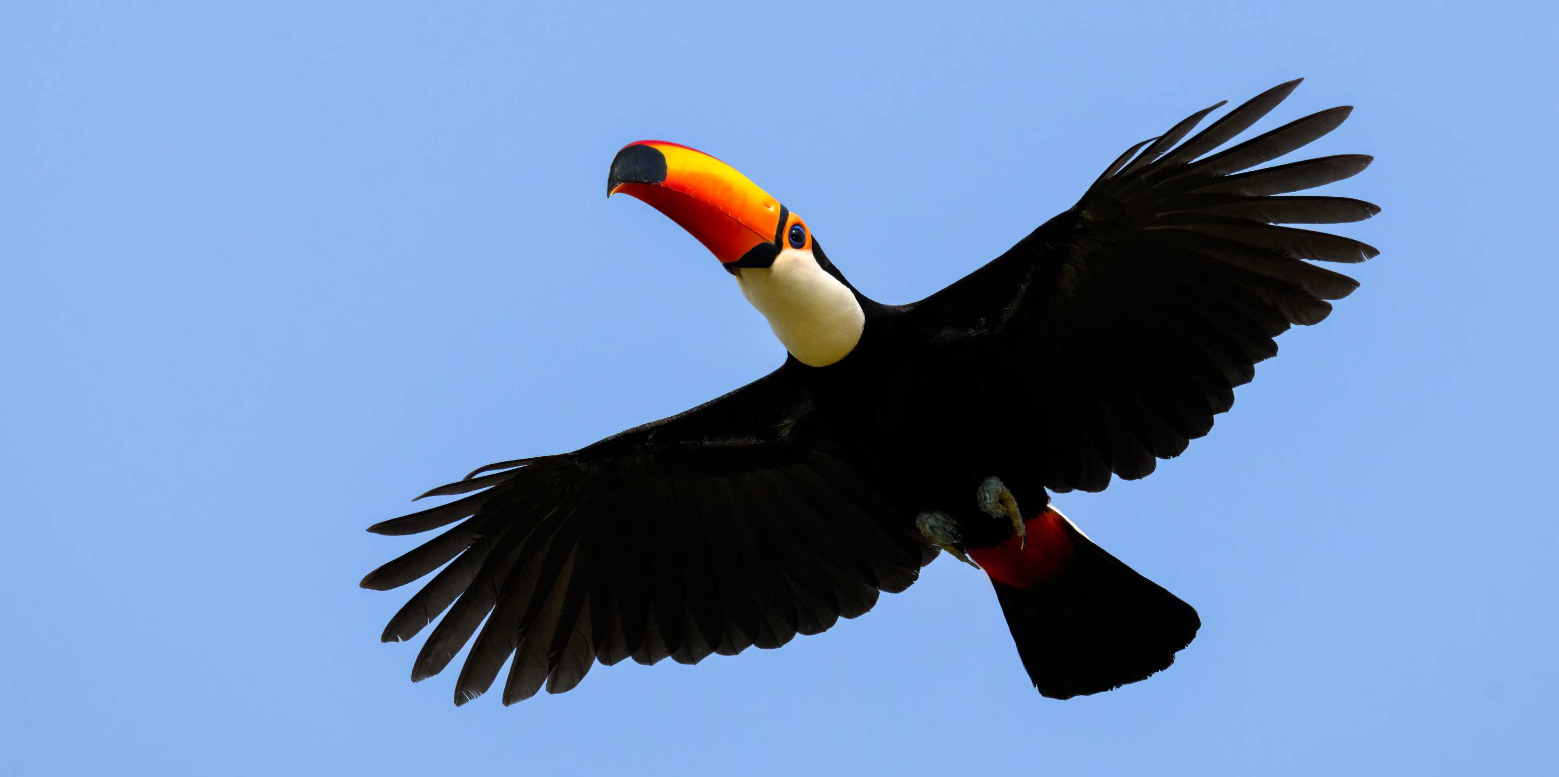 Toco Toucan in flight against a blue sky