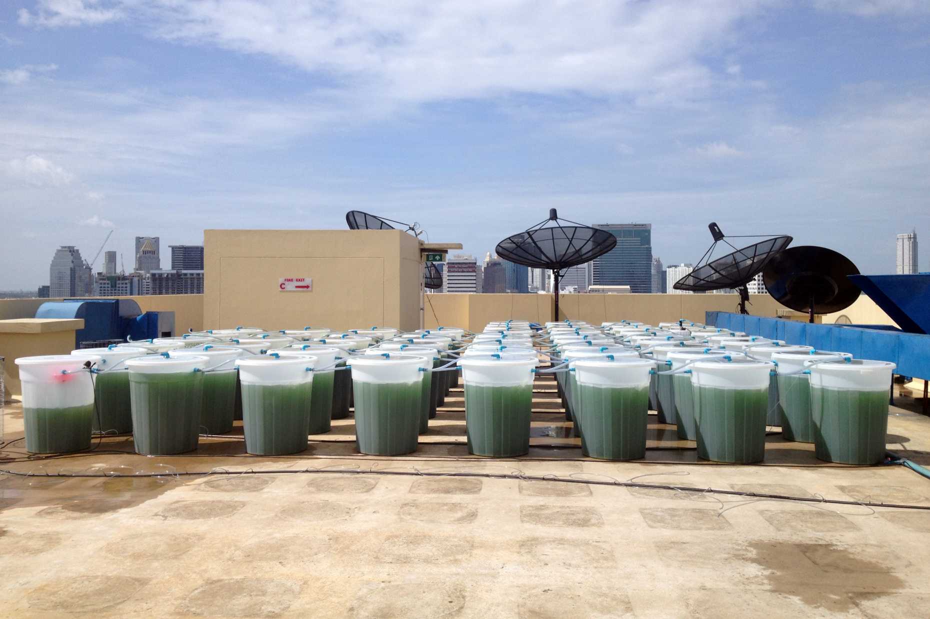 Algae production on the rooftop of Hotel Novotel in Bangkok