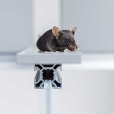 A mouse on a little platform